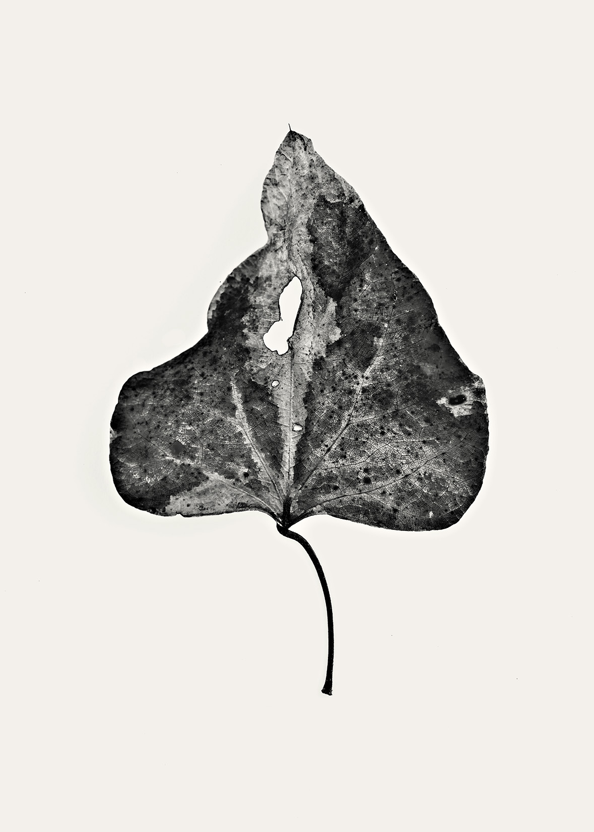 Fredrik Broden | Flora